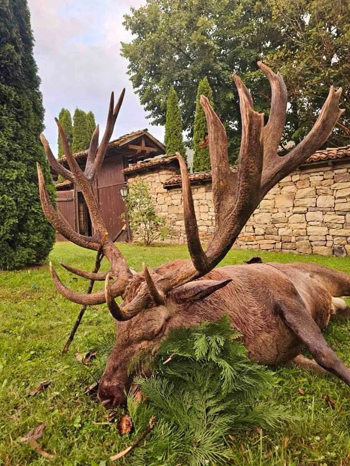 Trofeo de ciervo cárpato conseguido durante una cacería de rececho en Batoshevo, Bulgaria